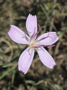 Stephanomeria pauciflora